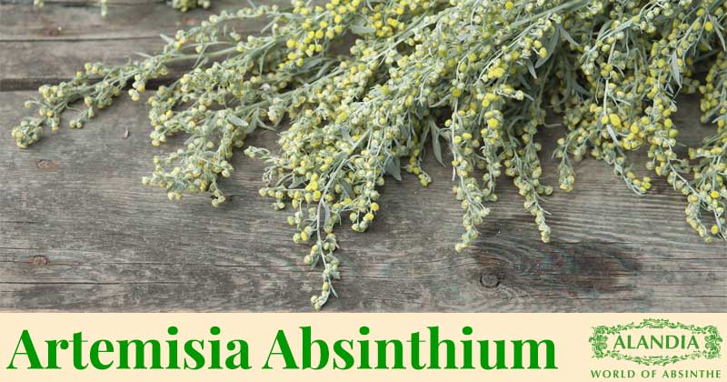Artemisia Absinthium (wormwood herb)